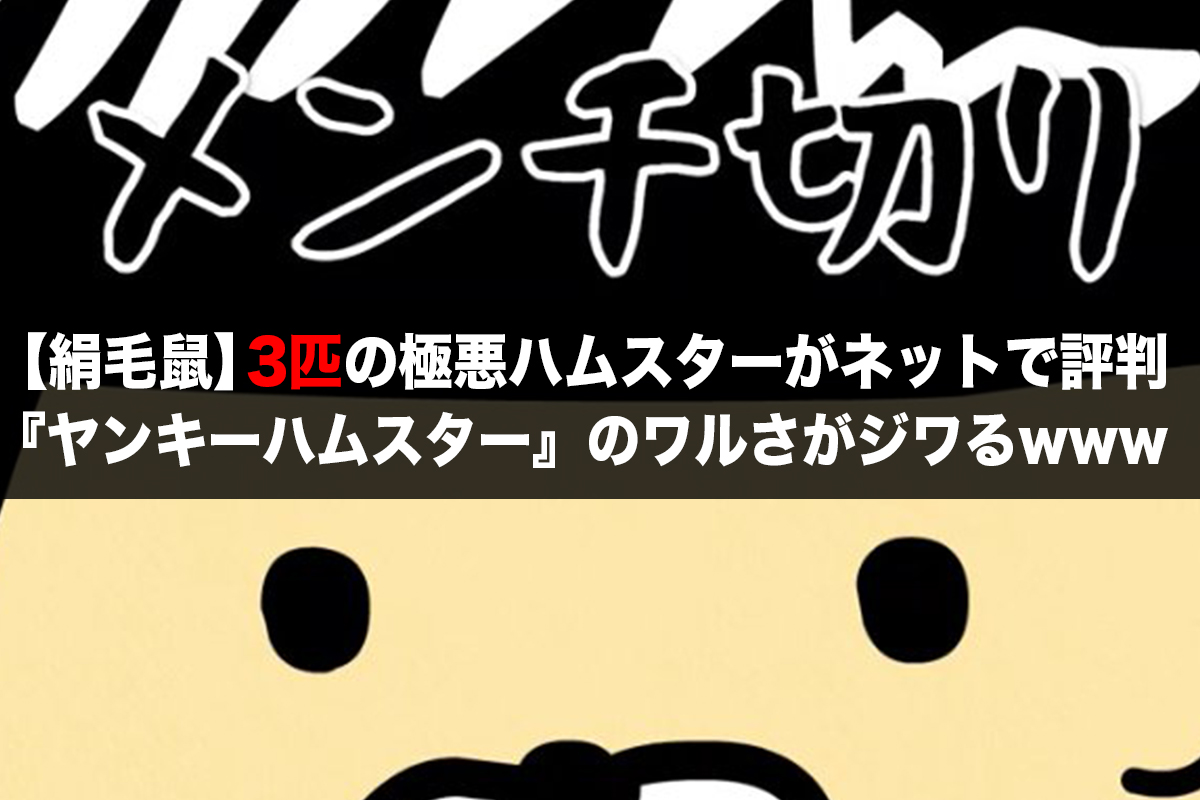 極悪 暴れる 叫ぶ 癒す ネットで大注目 世界最小のヤンキー がネットで話題になっている I Q Japan